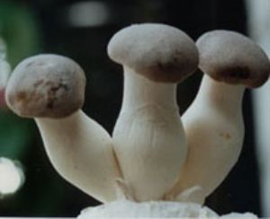  p>杏鲍菇是典型的亚热带草原—干旱沙漠地区的野生食用菌,于春末至夏