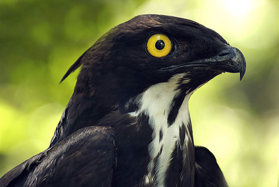  p>食蝠鸢(学名: i>machaerhamphus alcinus /i>)是一种中型 a href="