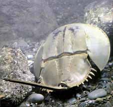  p>美洲鲎(学名: i>limulus polyphemus /i>):是 a target="_blank"