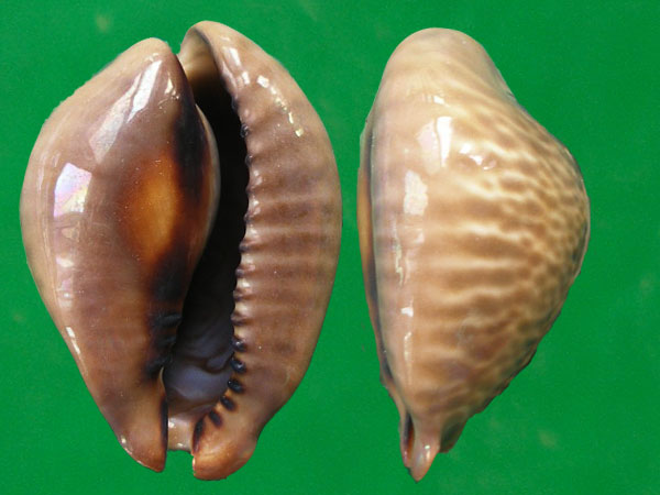  p>黑老鼠宝螺(学名:muracypraea mus nigrita)是腹足纲宝螺科的软体