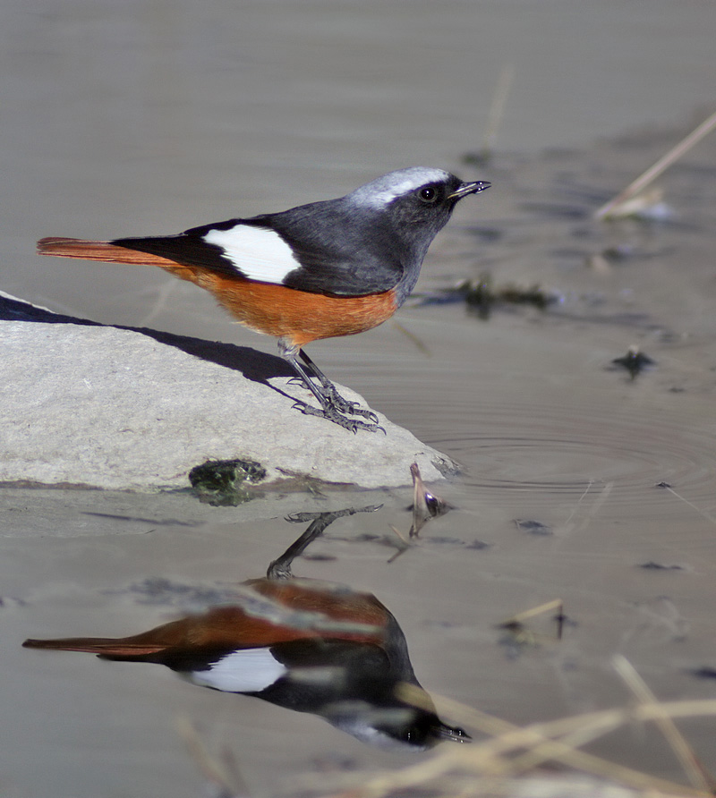  p>红腹红尾鸲(学名: i>phoenicurus erythrogastrus /i>)是鹟科,红尾