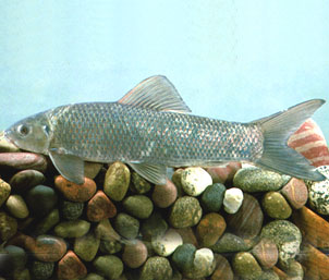 俗称:青龙棒,桃花棒,野鲮鱼,青衣子.