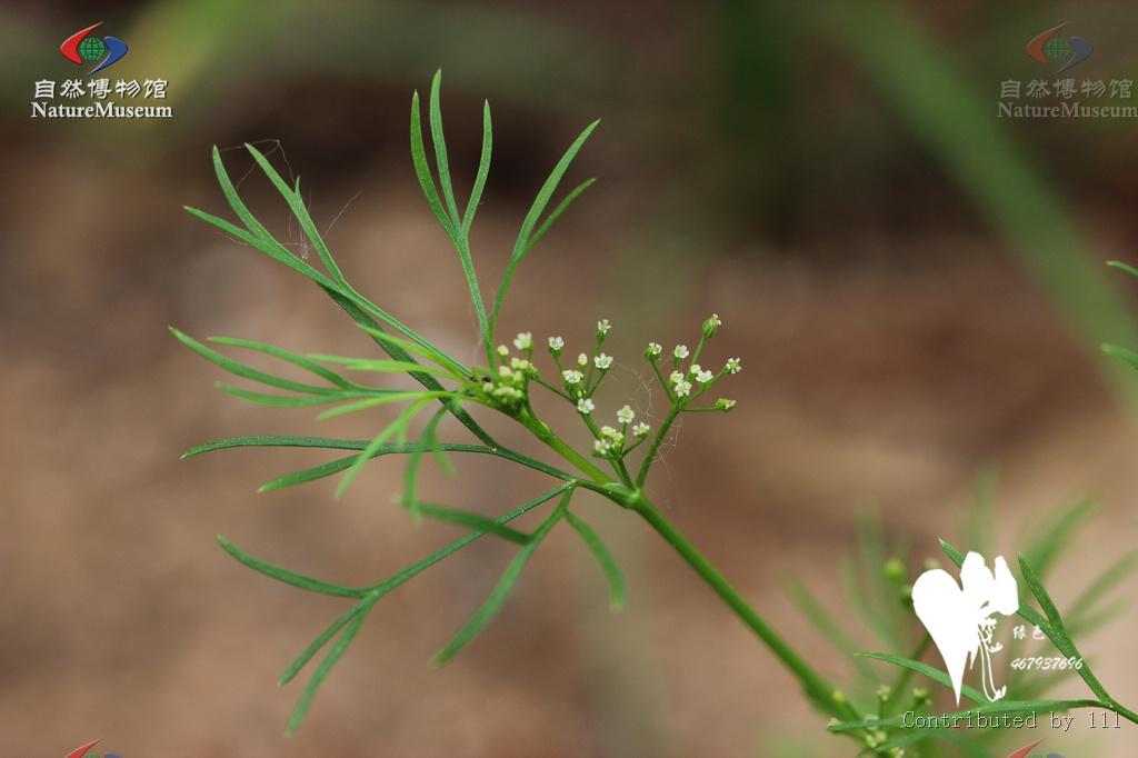 细叶芹