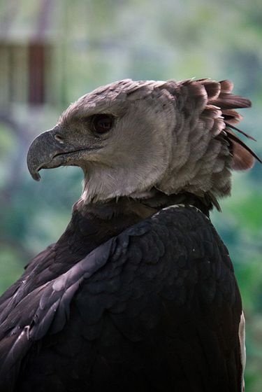  p>美洲角雕(学名: i>harpia harpyja /i>)是大型猛禽,体型大,喙和爪