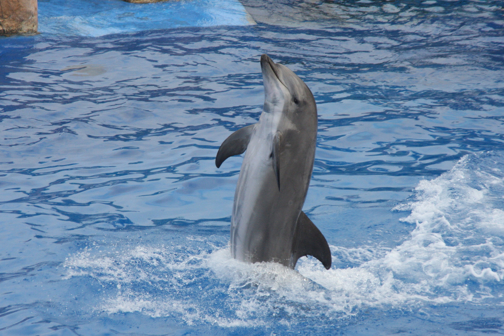  p>宽吻海豚, i>tursiops truncatus  /i>(montagu, 1821), a target=