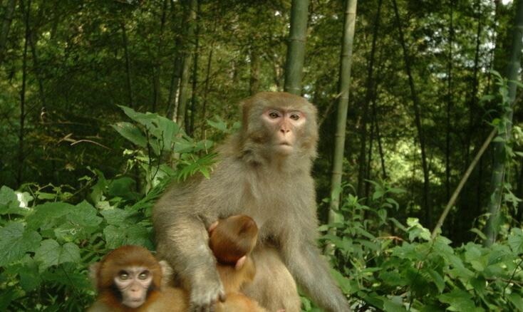  p>白脸狐尾猴, a href="#" data-lemmaid="1970436">卷尾猴科 /a>