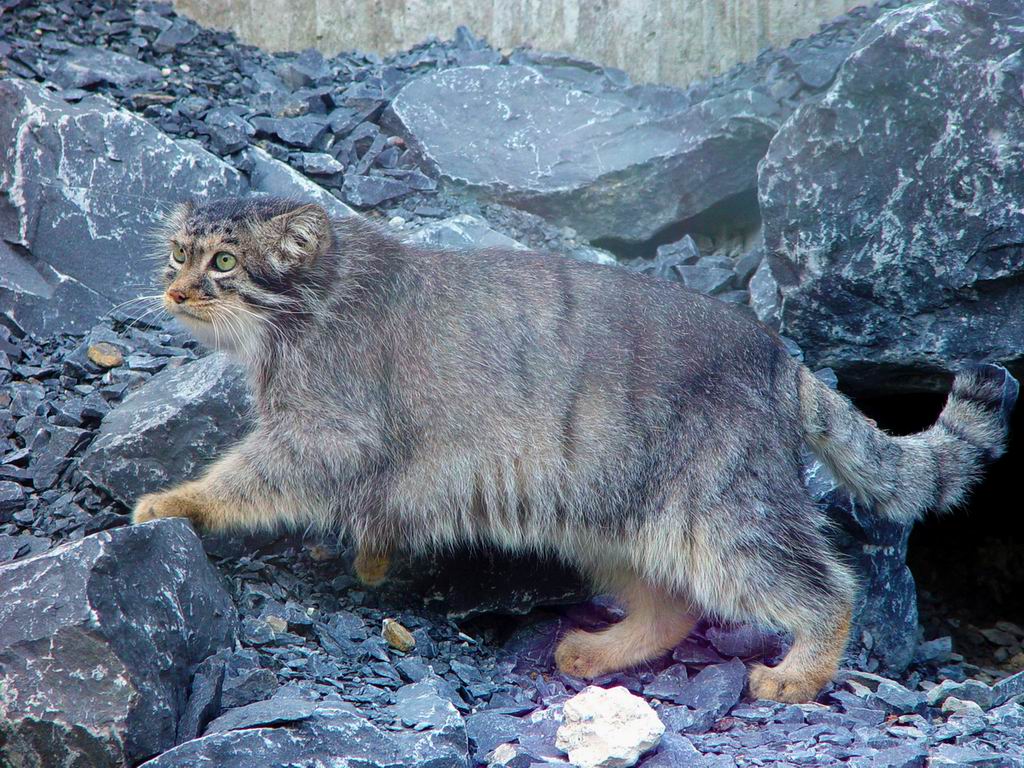 otocolobus manul manul