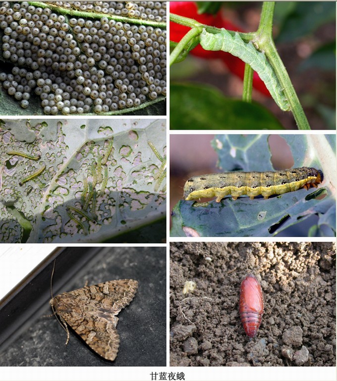 甘蓝夜蛾