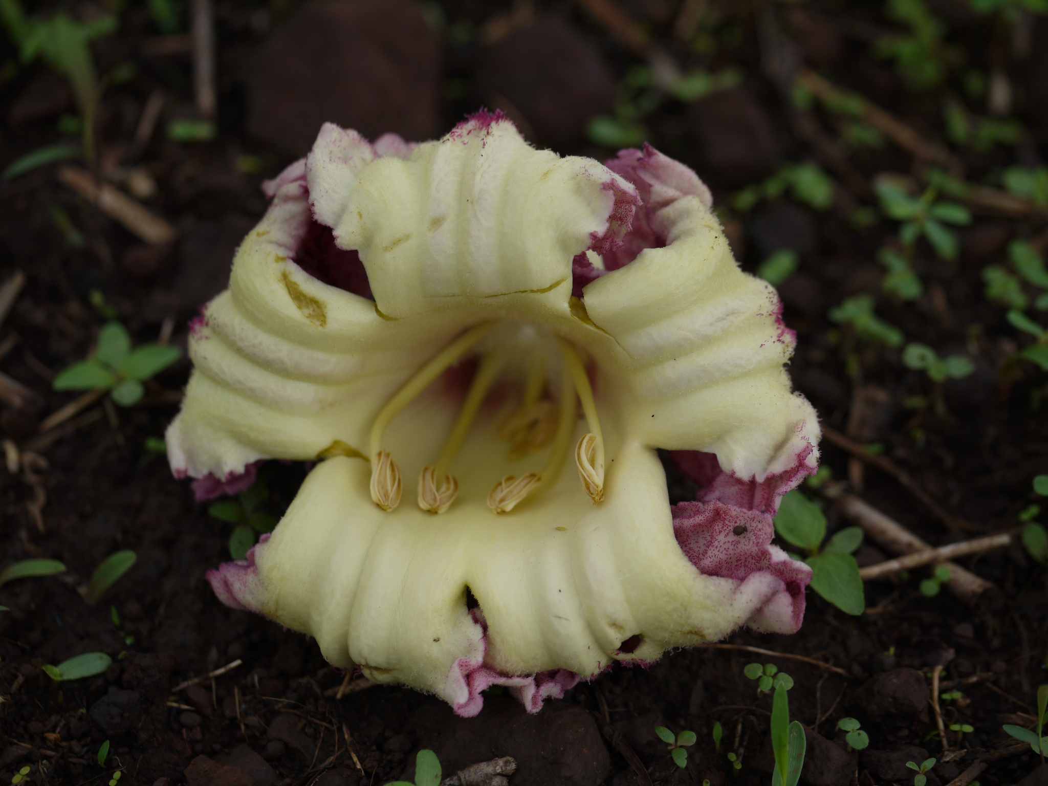 kurz),紫葳科木蝴蝶属直立小乔木植物.