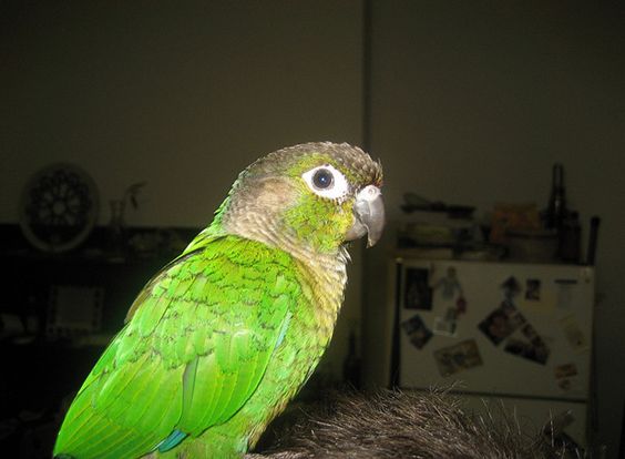 绿颊锥尾鹦鹉