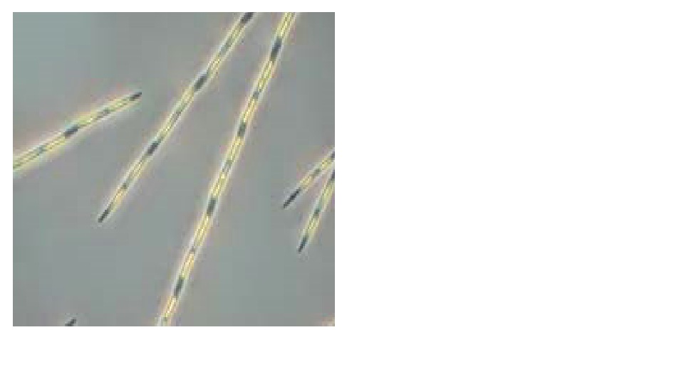  p>微结构是指必须借助于 a href="#" data-lemmaid="476558">光学