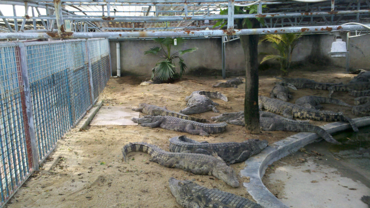 厦门鳄鱼园