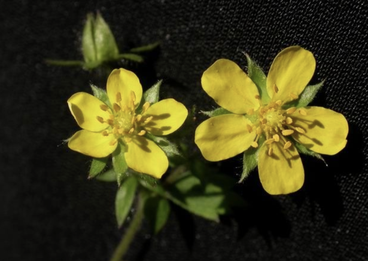 是蔷薇科委陵菜属的多年生草本植物,根分枝多,簇生;花茎纤细,直立或