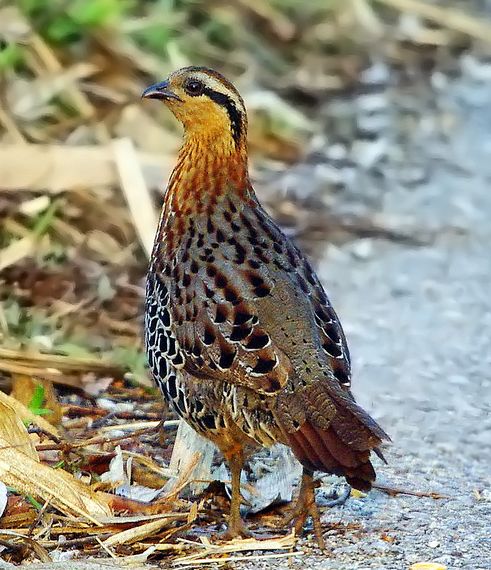  i>bambusicola fytchii /i>):小型鸡类,体长30-36厘米,大小和 a