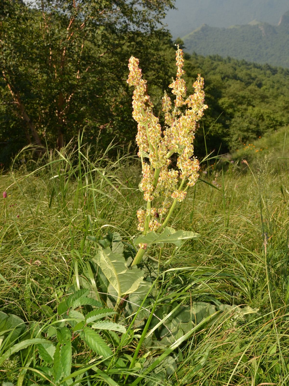  p>大黄柳(学名: i>salix raddeana /i> laksch)是杨柳科,柳属 a href