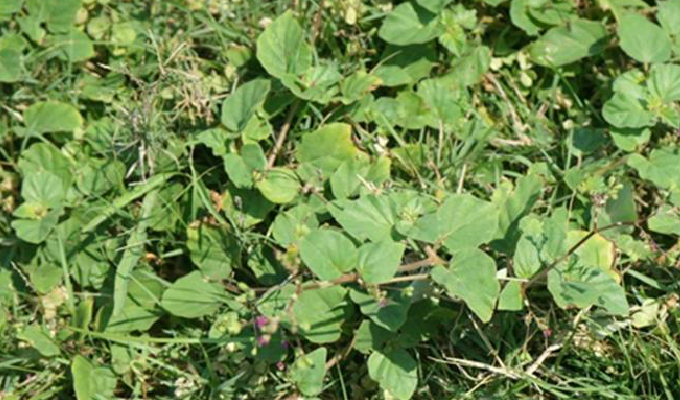  p> b>黄细心属 /b>(学名: i>boerhavia l.