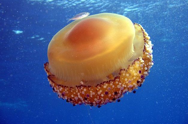  p>蛋黄水母(学名: i>cotylorhiza tuberculata /i>)是钵水母纲 a