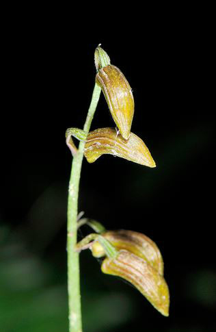  p>带唇兰(学名: i>tainia dunnii /i>  rolfe): a target="_blank"