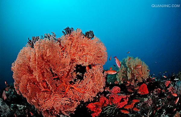 珊瑚 /a>目的 a href="#" data-lemmaid="216062">动物 /a>形成的一种