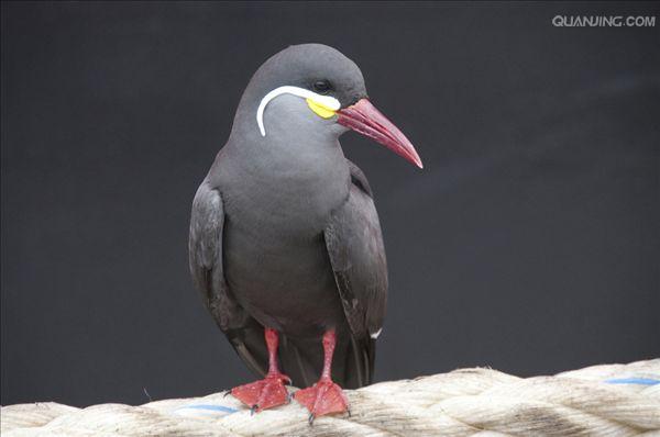  p>印加燕鸥(学名: i>larosterna inca /i>)是鸥科,燕鸥属的一种鸟类.