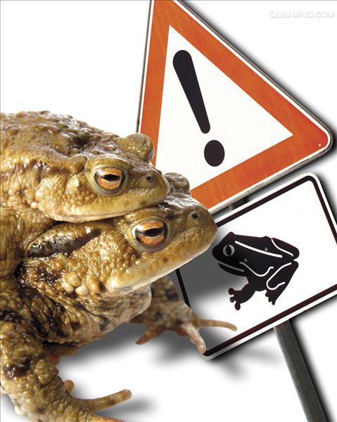  p>蟾蜍,也叫 a target="_blank" href="/item/蛤蟆">蛤蟆 /a>há ma