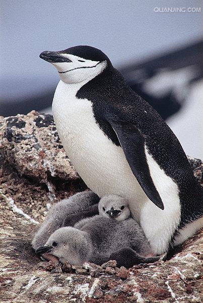  p>帽带企鹅(学名: i>pygoscelis antarctica /i>):最明显的特征是