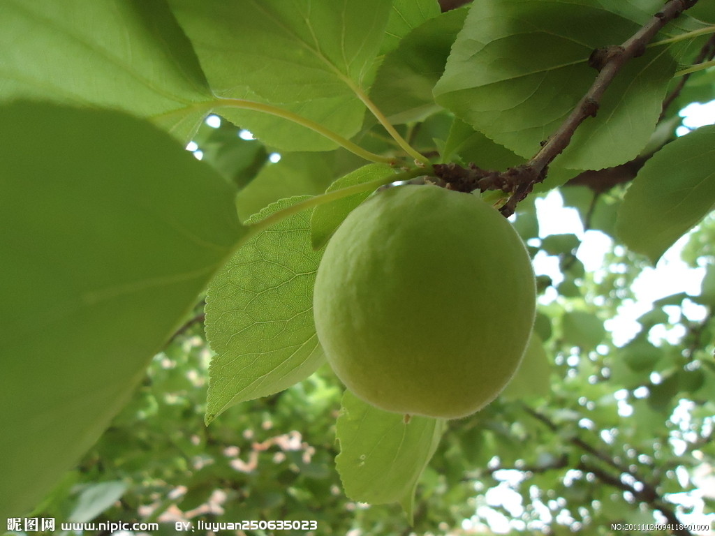  p>东北杏(学名:prunus mandshurica (maxim.) koehne.