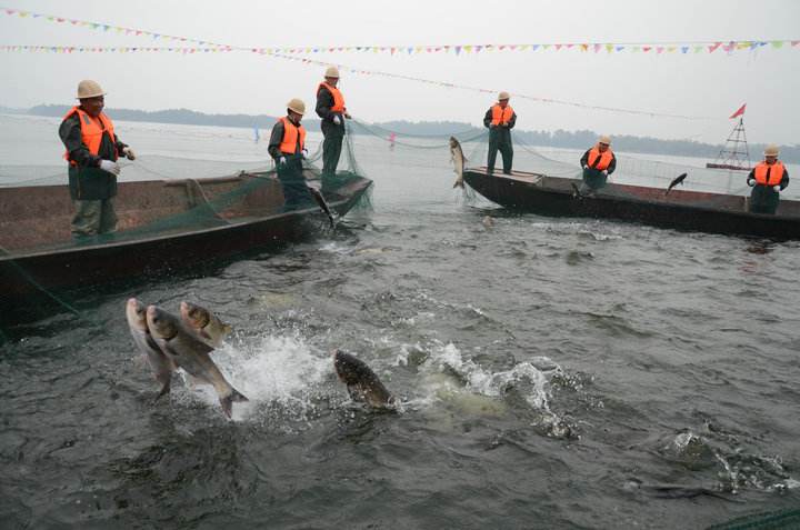 gcw">南湾鱼,产自 a target="_blank" href="/item/信阳市/13859302"