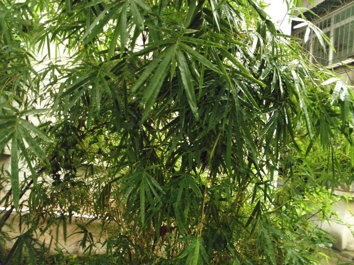  p>小琴丝竹(学名: i>bambusa multiplex /i> (lour.) raeusch.