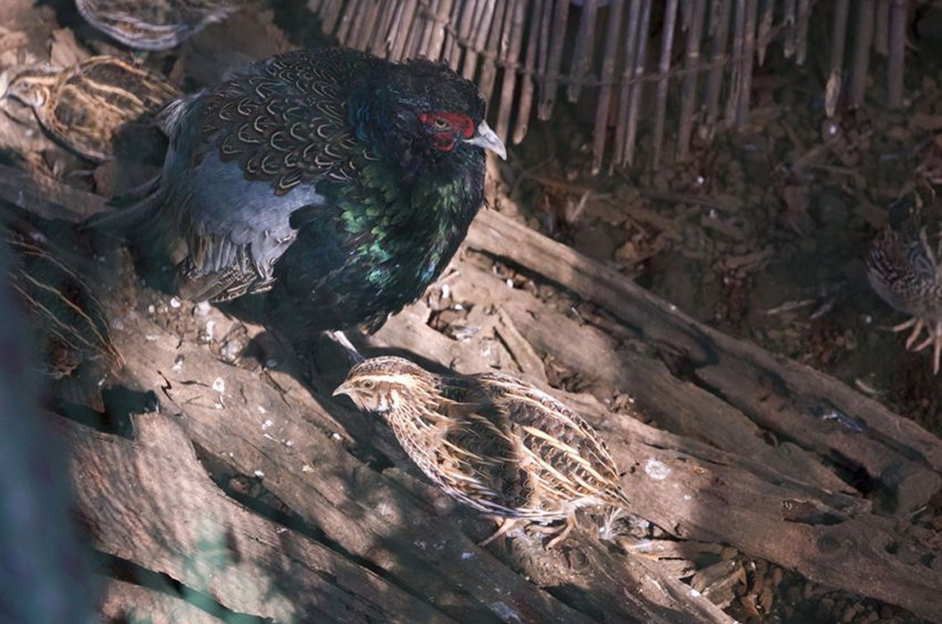  p>绿雉(学名: i>phasianus versicolor /i>)