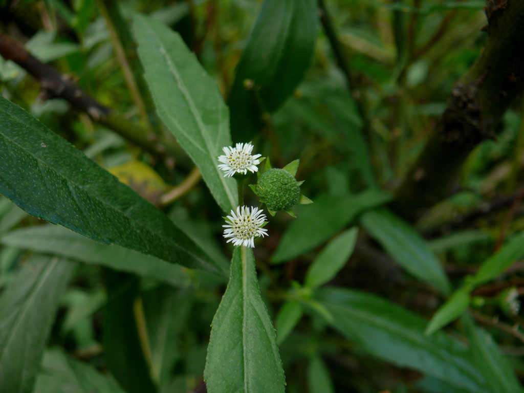 是菊科,鳢肠属一年生 a target="_blank" href="/item/草本/541696"