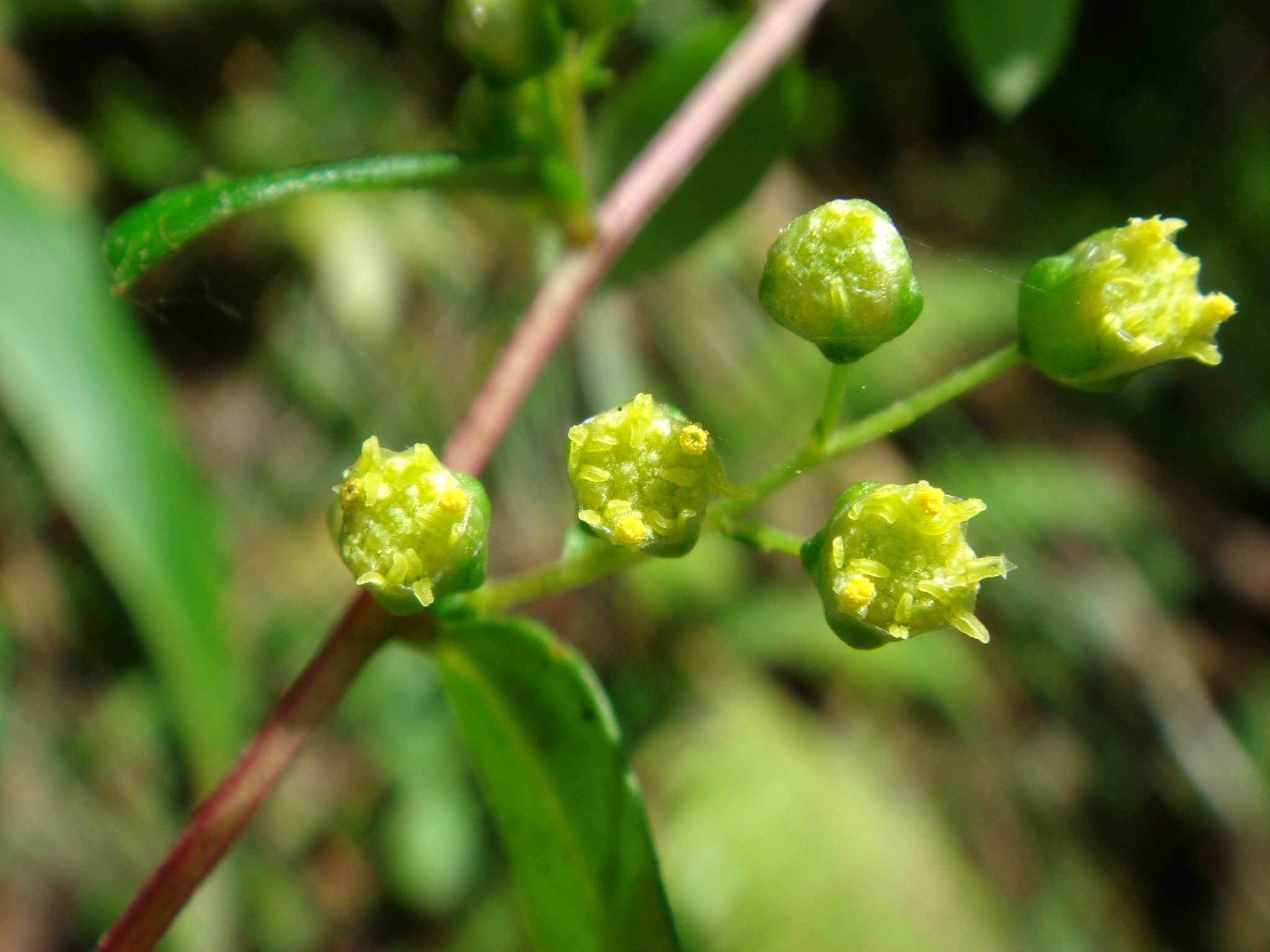 artemisia keiskeana