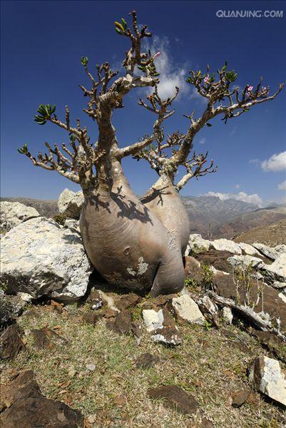  p data-id="gnwibhku4f">瓶树,原产南美,别名也叫纺锤树cavanillesia