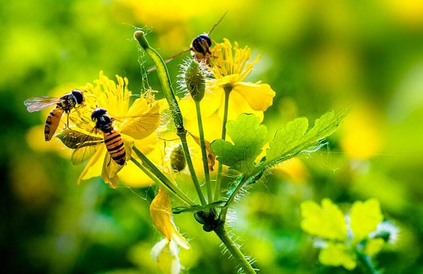  p>毛黄连花(学名:lysimachia vulgaris l)为 a href="#">珍珠菜属 /a