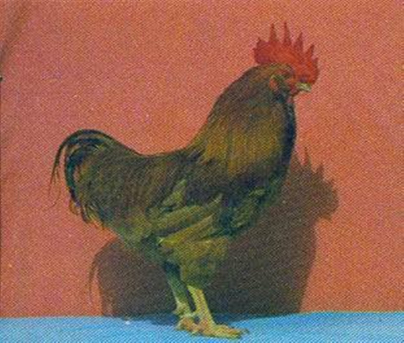  p data-id="gnbr8v8d1g">胡须鸡属中型肉用品