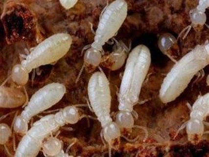  p>黑翅土白蚁(学名: i>odontotermes formosanus /i>)是白蚁科,土