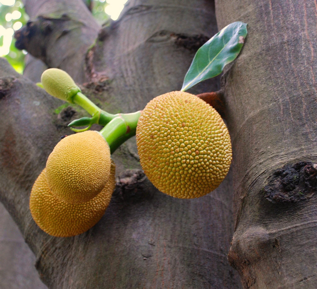  p>尖蜜拉(champedak),又名小木菠萝,是桑科木菠萝属植物,原产于