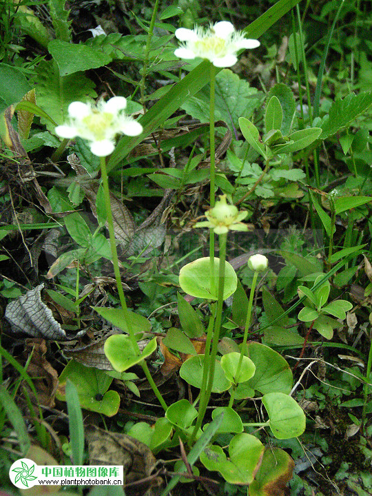 鸡[月君]梅花草