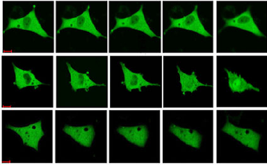 生物光学标记_百度百科