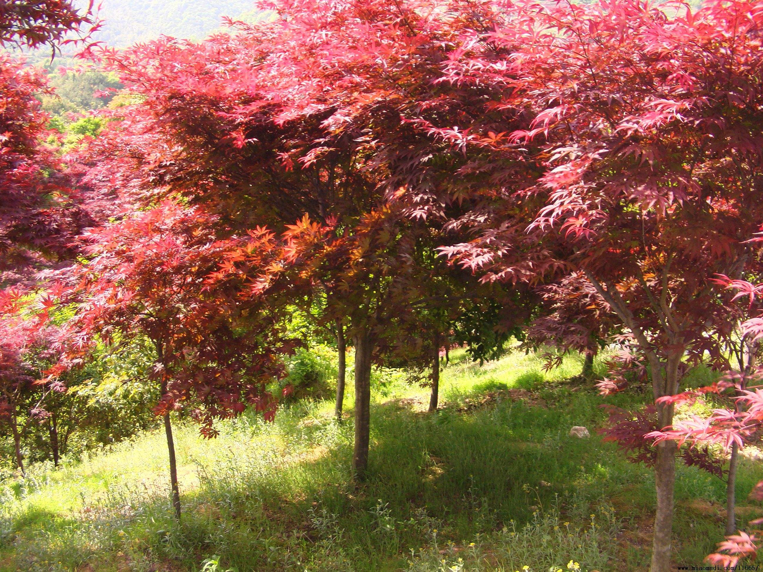 红枫栾树紫荆沙朴朴树紫玉兰樱花等等常绿乔木常绿乔木是指终年具有