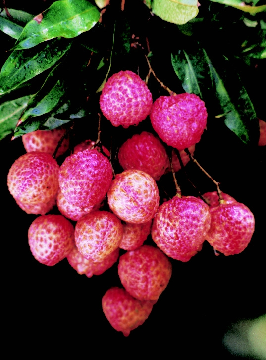  p>荔枝糯米糍,又叫 a href="#">状元 /a>糍,为一种较为有名的点心