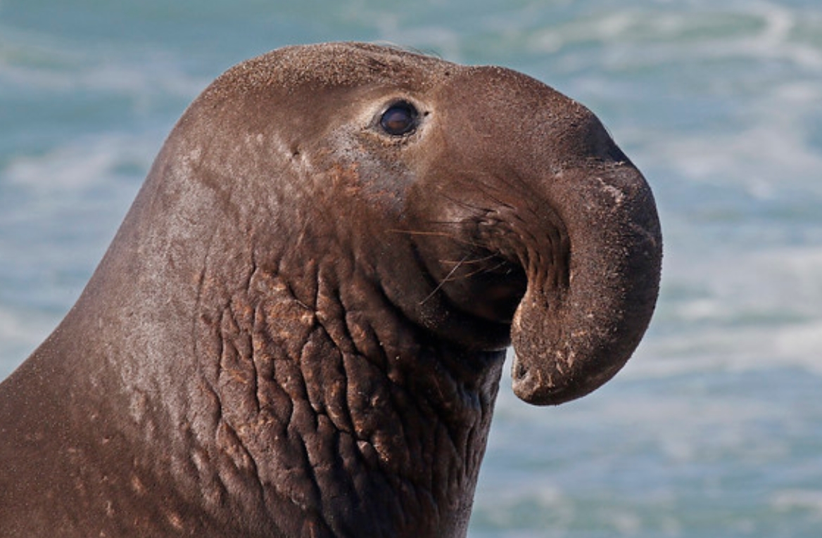 northern elephant seal