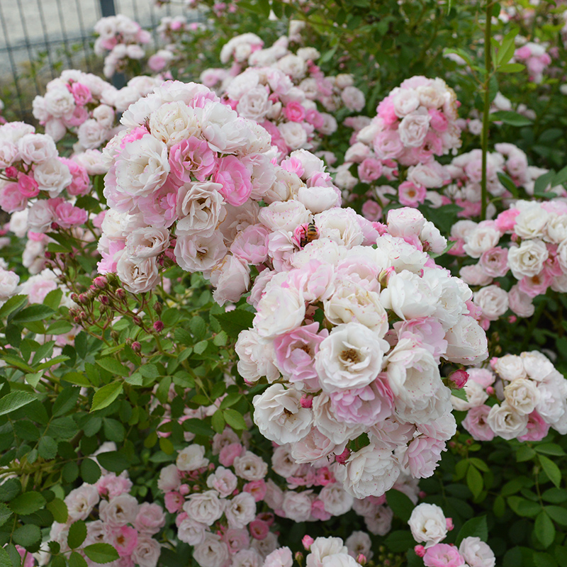 粉团蔷薇海南个体002