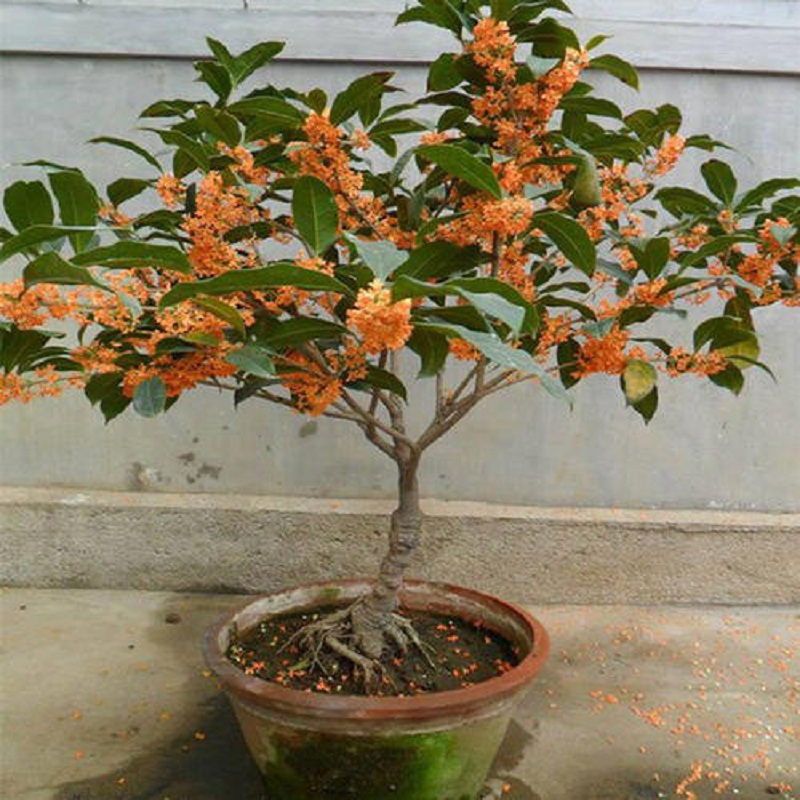 桂花日香桂