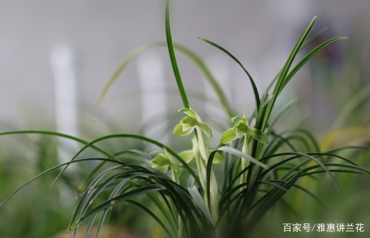 什么是春兰？春兰有什么习性？春兰与其它兰养护上有什么不同？_百科TA说
