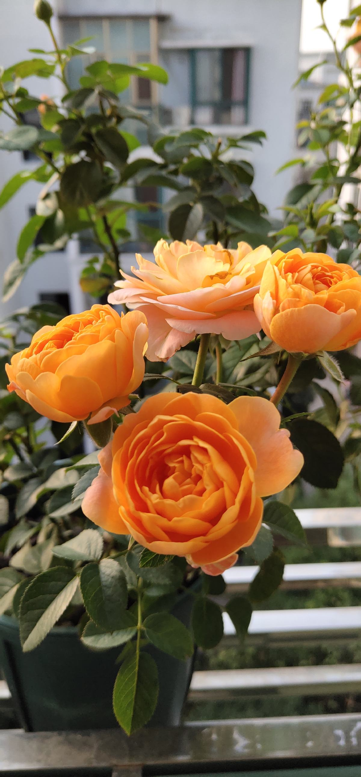 给花添点 大补肥 花越养越好看 呼呼开花摁不住 百科ta说