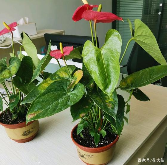 火鹤花 花 叶形状相似 一个鲜红似火 一个却绿得冒油 百科ta说