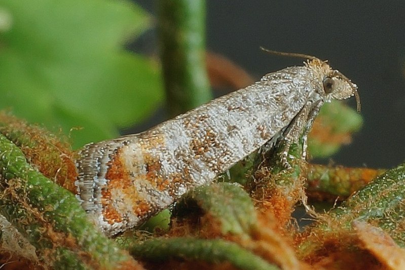 nbsp;hübner,1813)是 a target="_blank" href="/item/卷蛾科