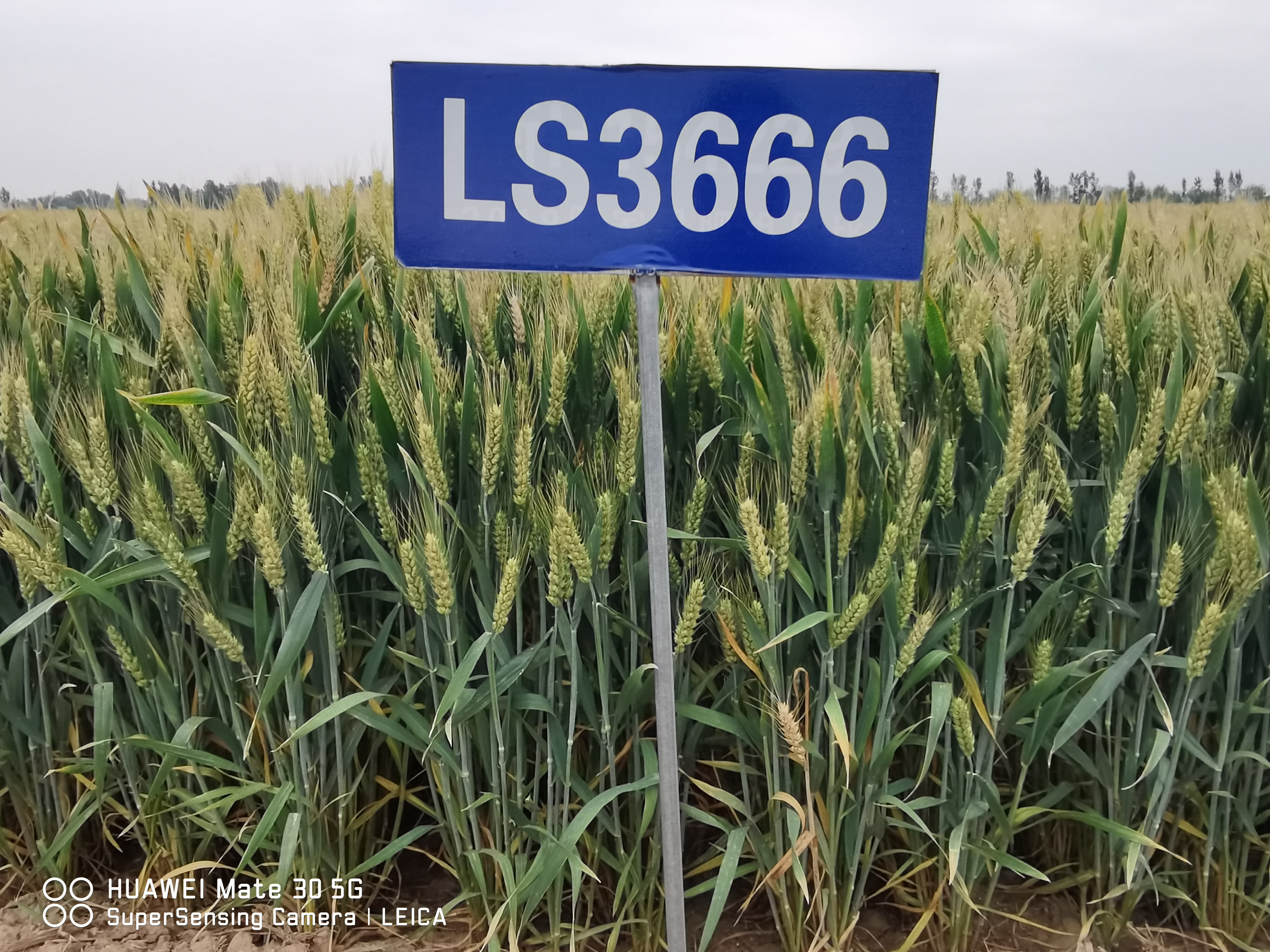 小麦品种, b>育种者: /b> a target="_blank" href="/item/山东农业