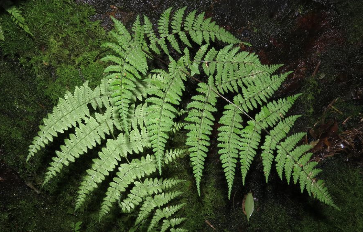 nakai)是蹄盖蕨科,亮毛蕨属植物.
